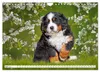 Berner Sennenhunde - Freunde für ein ganzes Leben Produktbild-Vorschau 7