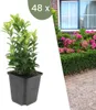 Plants by Frank | 48 Japanischer Spindelstrauch Pflanzen | Produktbild-Vorschau 1