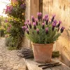 Bloomique - Lavandula Stoechas Anouk - Lavande Papillon - Voir les images du produit 2
