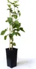 BALDUR Garten 1x Zuckerbrombeere 'Asterina®', Pflanze im 2 Produktbild-Vorschau 3