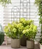 Dehner Rispen-Hortensie Limelight, weiße Blüten, ca. 30-40 Produktbild-Vorschau 5
