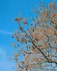 Paulownia tomentosa, Blauglockenbaum, 80–100 cm Produktbild-Vorschau 2