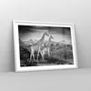 Gerahmtes Poster - Weißer Rahmen - Giraffen Schwarzweiß Produktbild-Vorschau 8