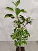 Malus domestica ‘Discovery’, Apfelbaum, Höhe 100cm, 5 Liter Produktbild-Vorschau 4