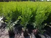 1 Stück, 25-30cm, Topf 9cm, Lebensbaum Thuja occidentalis Produktbild-Vorschau 2