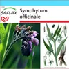 SAFLAX Darčeková sada - kostihoj - Symphytum officinale - Náhľad obrázku produktu 10
