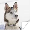MuchoWow® Poster Sibirischer Schlittenhund im Schnee 50x50 Produktbild-Vorschau 1