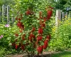 Rote Johannisbeere Jonkheer van Tets 30–35 cm – Ribes Produktbild-Vorschau 1