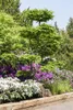 Carpinus betulus, Hainbuche, 80–100 cm Produktbild-Vorschau 16