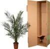 Albero del dattero delle Canarie Phoenix Canariensis - 27 Anteprima dell’immagine prodotto 2