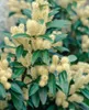 Prunus laurocerasus 'Herbergii', Kirschlorbeer, immergrün, Produktbild-Vorschau 4