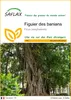SAFLAX  - Figuier des banians - 20 graines - Ficus Voir les images du produit 1