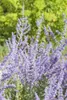 Perovskia atriplicifolia 'Little Spire', Blauraute, Produktbild-Vorschau 1