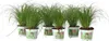 Zyperngras - 6er Set - Cyperus Katzengras - Höhe 30-40cm - Produktbild-Vorschau 1