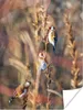 MuchoWow® Poster Vögel - Äste - Wald 120x160 cm - Produktbild-Vorschau 1