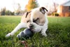 KONG Extreme Hundespielzeug Größe L Produktbild-Vorschau 4