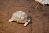 Floragard Schildkrötenerde: 20 l, staubarm, grabfähiges Produktbild-Vorschau 3