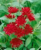 Knautia macedonica, Purpur-Witwenblume, purpurrot, ca. 9x9 Produktbild-Vorschau 2