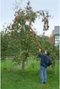 Cueilleur de fruits avec manche télescopique Voir les images du produit 2
