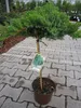 Juniperus procumbens Nana - japanischer Kriechwacholder Produktbild-Vorschau 2