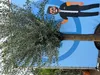 An olive tree is placed in front of a blue banner with a cartoon illustration of a man. Produktbild-Vorschau