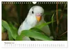 Wellensittiche - der NEUE Kalender (Wandkalender 2027 DIN Produktbild-Vorschau 14