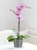 Garten Lux 10er Set Orchideentöpfe Transparente Ø17cm 1.5L Produktbild-Vorschau 4