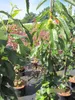 Castanea sativa Ecker - Esskastanie Ecker Produktbild-Vorschau 2