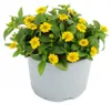 Husarenknöpfchen - gelb - Sanvitalia - 12cm - Set mit 3 Produktbild-Vorschau 3