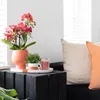 Kolibri Orchids | rote  Schmetterlings-Orchidee - Kongo - Produktbild-Vorschau 2
