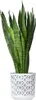 A snake plant in a decorative pot. Podgląd zdjęcia produktu