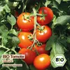 Samenliebe  Tomate Samen | Hellfrucht - rot - samenfestes  Produktbild-Vorschau 4