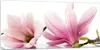Bilder auf glas - Magnolie blume natur pflanze - 120x50cm - Produktbild-Vorschau 1