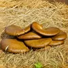 Hawlik Pilzbrut Austernpilze Dübel – 20 Pilzdübel, Pilze Produktbild-Vorschau 6