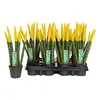 A group of potted Sansevieria Cylindrica plants with yellow-painted tips, arranged in a black plastic tray and one individual pot. Anteprima dell’immagine prodotto
