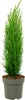 Toskanische Zypresse - Cupressus sempervirens 'Totem' - Produktbild-Vorschau 1