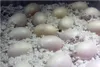 Lucky Reptile HatchRite Produktbild-Vorschau 5