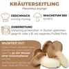 Hawlik Pilzbrut Kräuterseitling Dübel – 20 Pilzdübel auf Produktbild-Vorschau 3