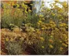 10x Helichrysum italicum Italienische Strohblume Garten Produktbild-Vorschau 7