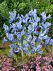 Iris reticulata 'Alida', Zwerg-Iris, blau, ca. 9x9 cm Topf Produktbild-Vorschau 3