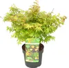 A potted Japanese Maple tree with green and yellow leaves, presented against a white background with a product label. Produktbild-Vorschau