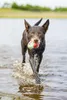Beeztees Hundespielzeug Splashball blau/rot Produktbild-Vorschau 7