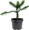 Jodla chilijska - Jodla andyjska - Araucaria araucana - Podgląd zdjęcia produktu 1