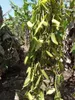 A vanilla vine growing on banana trees in a field. Náhľad obrázku produktu