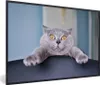 MuchoWow® MuchoWow® Gerahmtes Poster Katze - Angst - Stuhl Produktbild-Vorschau 1
