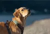 A golden retriever dog wearing a harness with a GPS tracker attached, looking upwards outdoors. Anteprima dell’immagine prodotto