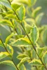 Close-up of variegated leaves on a plant stem. Produktbild-Vorschau