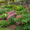 3x Dicentra spectabilis Tränendes Herz Pflanzen, Produktbild-Vorschau 5
