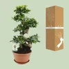 Ficus Ginseng Chinesische Feige Ø27cm ↕70cm Bonsai mit Produktbild-Vorschau 3
