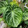 Anthurium (Anthurium crystallinum 'Dorayaki') – 1 Podgląd zdjęcia produktu 1